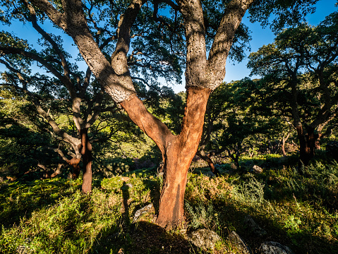 cork oaks in the andalusian countryside. \