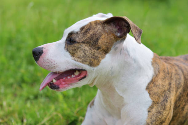 istock American Staffordshire Terrier 1249996916