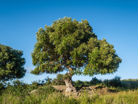 Old, wild olive tree in Andalusia, Spain