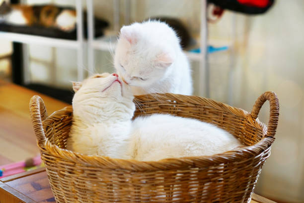 istock White cats lover kissing each other. 1249998205