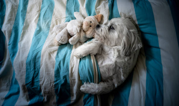 istock High Angle View on Maltese Dog Sleeping in Bed With is Teddy Bear 1249998950