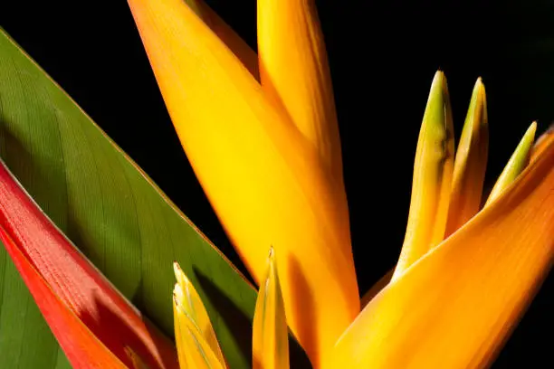 Real detailed closeup macro Bird of paradise flower texture
