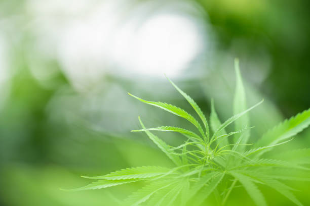 istock Closeup view of green Cannabis sativa leaf. 1249999409