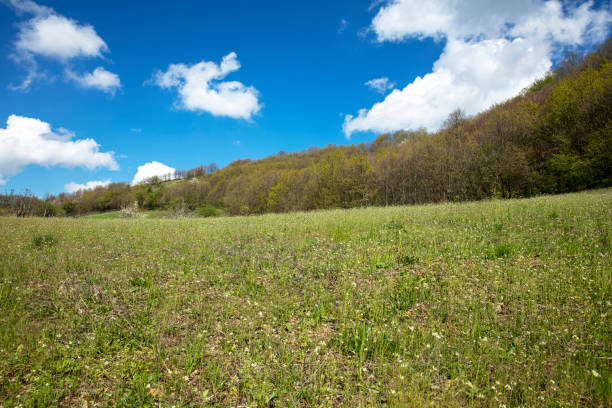 Green field and blue sky on a sunny day