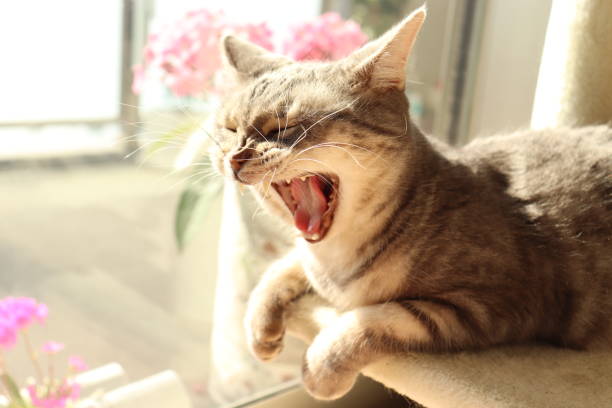 istock Yawning cat with a big mouth open. 1250000478