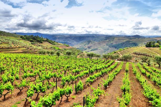 istock Portugal vineyard landscape 1250000587