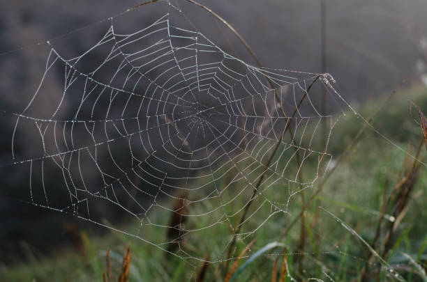 istock The spider weaves a web. Spider web on the grass. Drops of dew, rain on the grass. 1250000867
