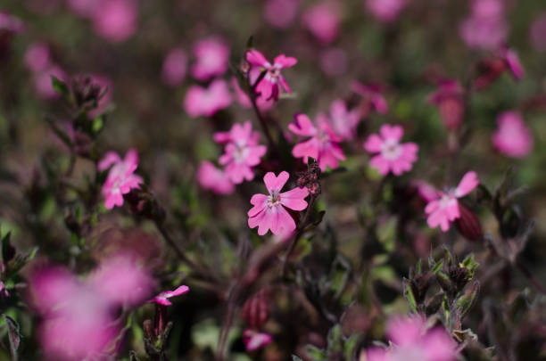istock Pink little flowers. Flower bed 1250001643