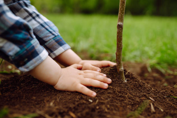 istock Kid hand  planting young tree on black soil as save world concept. 1250002473