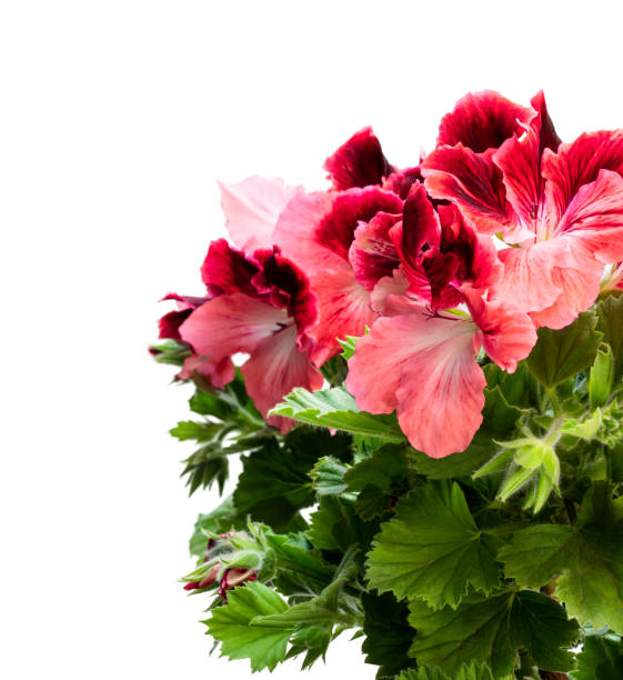 istock Colorful Pelargonium flowers isolated on white 1250002582