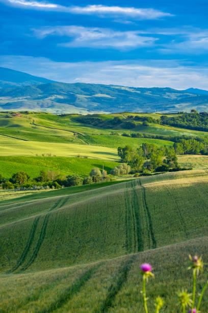 istock Gorgeous greens in the landscape and with light painted. 1250002991