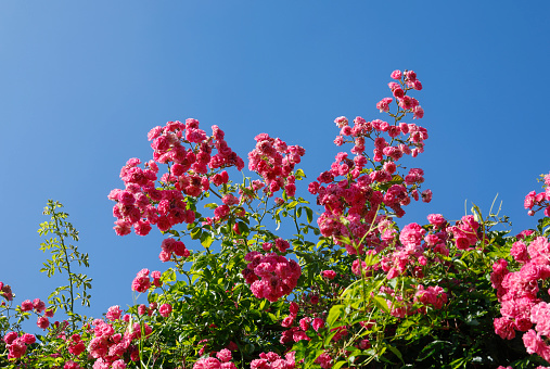 Bright pink climbing / rambling rose lit up by early summer sunshine against a bright blue sky. June in the year 2020.