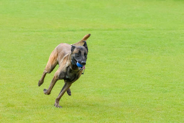 istock fawn malinois plays with a ball 1250004165
