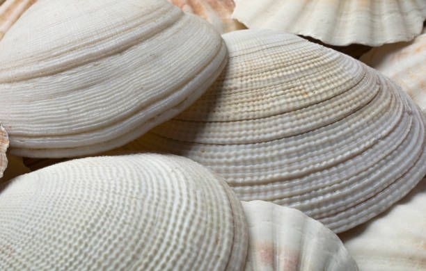 istock background of sea shells 1250004486