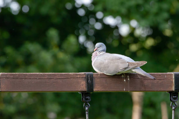istock Pigeon On the Fence 1250004826