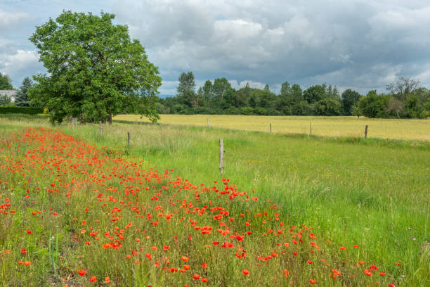 istock Poppy flower in spring in a village 1250005864