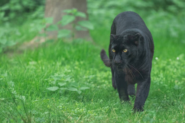 istock Black Panther in the jungle 1250005886