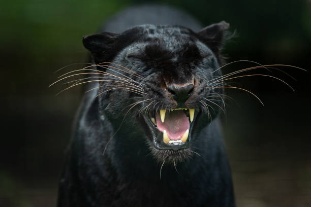 istock Black Panther in the jungle 1250006016