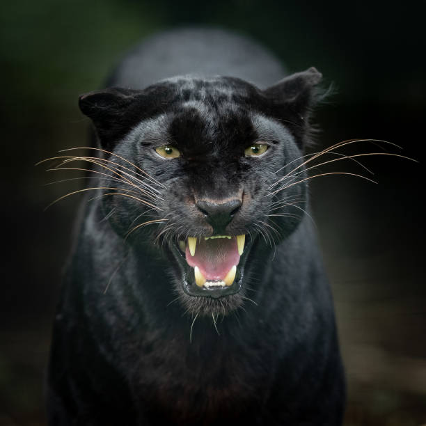 istock Black Panther in the jungle 1250006023