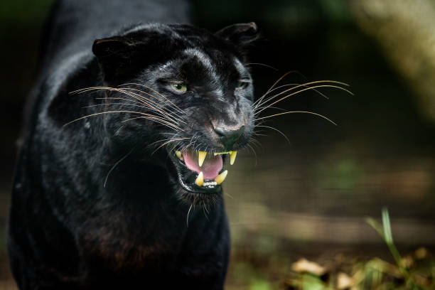 istock Black Panther in the jungle 1250006029