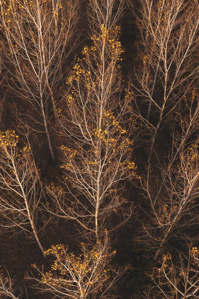 arbre d’aspen dans la forêt automnal de feuillus du pov de drone - poplar tree treetop forest tree photos et images de collection
