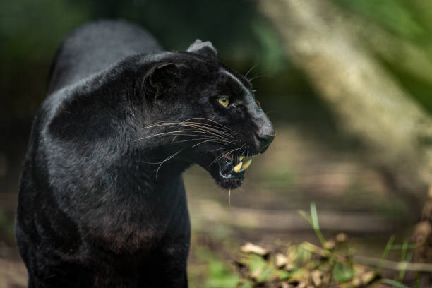 istock Black Panther in the jungle 1250006183