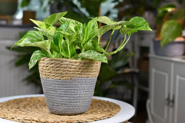 Photo of Tropical 'Epipremnum Aureum Marble Queen' pothos house plant with white variegation in natural basket flower pot