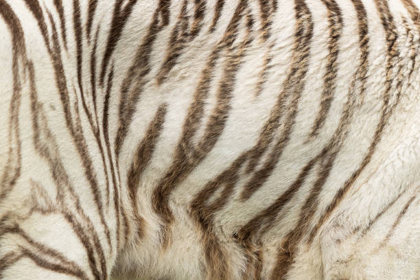 istock Skin of White tiger 1250006414