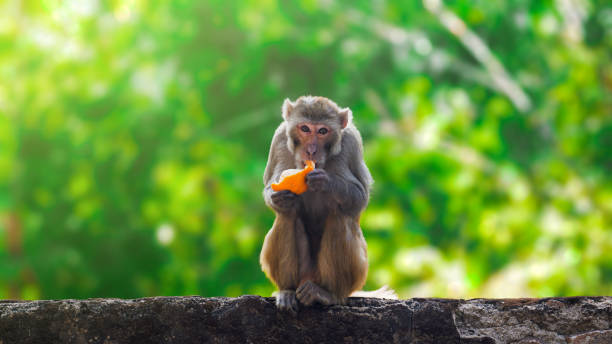 affe essen orange früchte und sitzen - makake stock-fotos und bilder