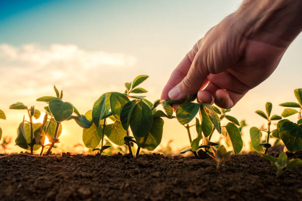 контроль роста сои - agricultural activity стоковые фото и изображения