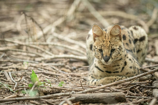 istock Serval dying in the forest 1250007011