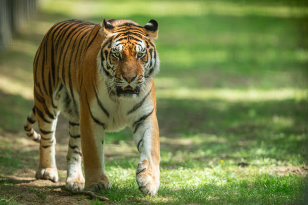 istock Siberian Tiger in the forest 1250007113