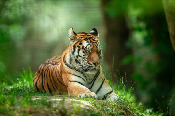 istock Siberian Tiger in the forest 1250007733