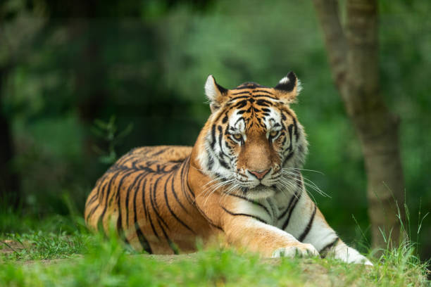 istock Siberian Tiger in the forest 1250007756
