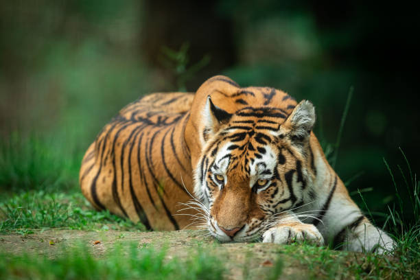 istock Siberian Tiger in the forest 1250007799