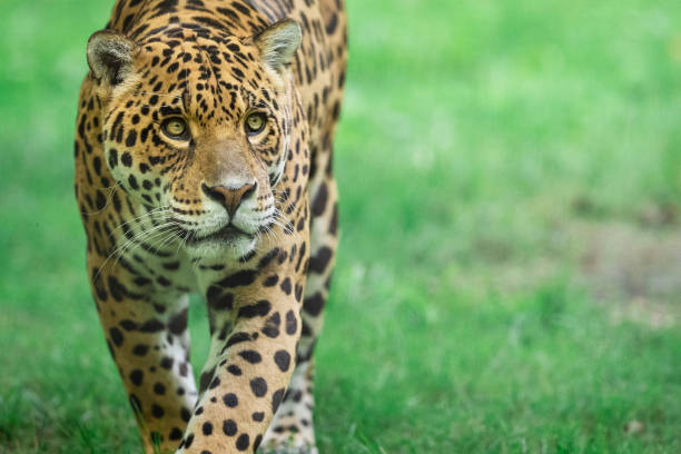 istock Jaguar walking in the jungle 1250007872