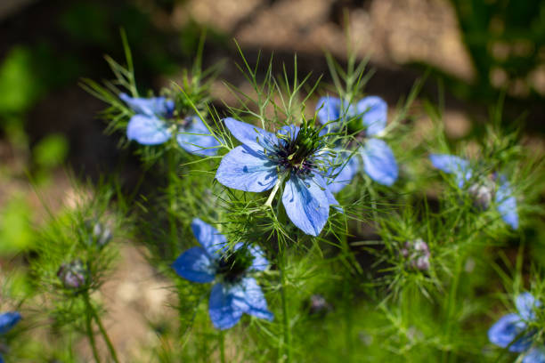 close up of a blue blossom of the black cumin, nigella sativa or schwarzkümmel - beauty in nature beauty black flower head imagens e fotografias de stock