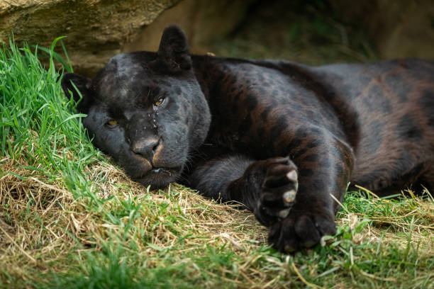 istock Black Panther in the jungle 1250007974