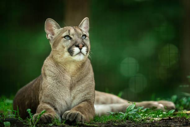 istock Puma dying in the forest 1250007983
