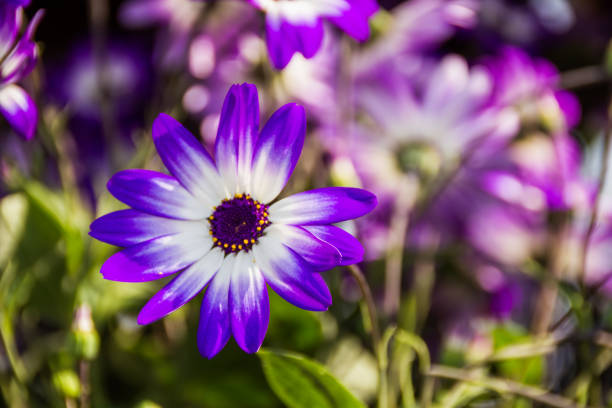 Color photograph of a purple and white flower known as a Senetti Blue Bicolor, which is a type of Cineraria flower - a Pericallis hybrid.  As plants, they grow a large number of vivid flowers and have rounded, compact foliage.