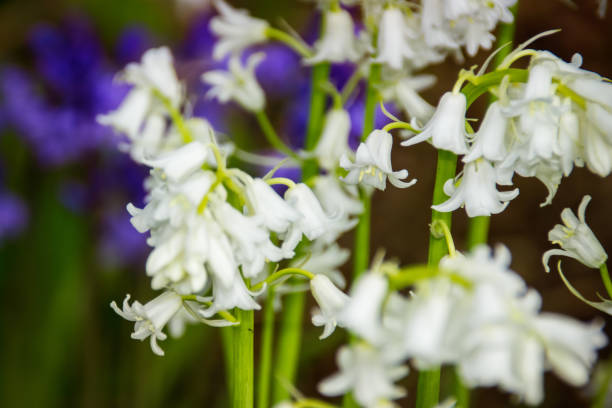 closeup of white bluebells - common harebell imagens e fotografias de stock