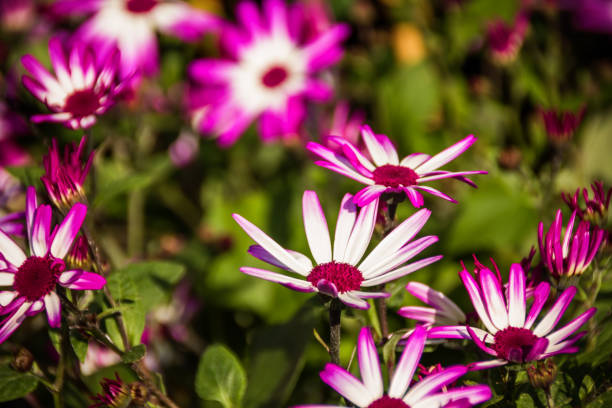 Pink and white Senetti Blue Bicolor Flower Color photograph of a pink and white flower known as a Senetti Blue Bicolor, which is a type of Cineraria flower - a Pericallis hybrid.  As plants, they grow a large number of vivid flowers and have rounded, compact foliage. cineraria stock pictures, royalty-free photos & images