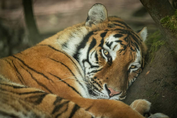 istock Siberian Tiger in the forest 1250008148