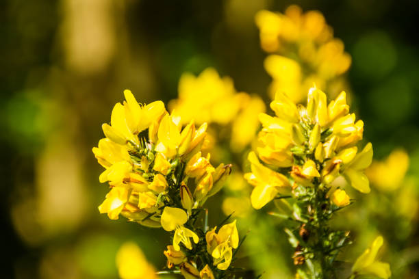 istock Yellow Evening Primrose plant 1250008323
