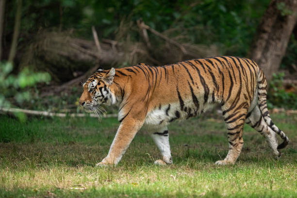 istock Siberian Tiger in the forest 1250008498