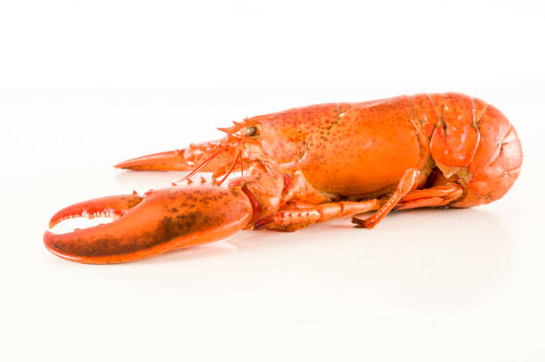 istock Delicious freshly steamed lobster 1250008625