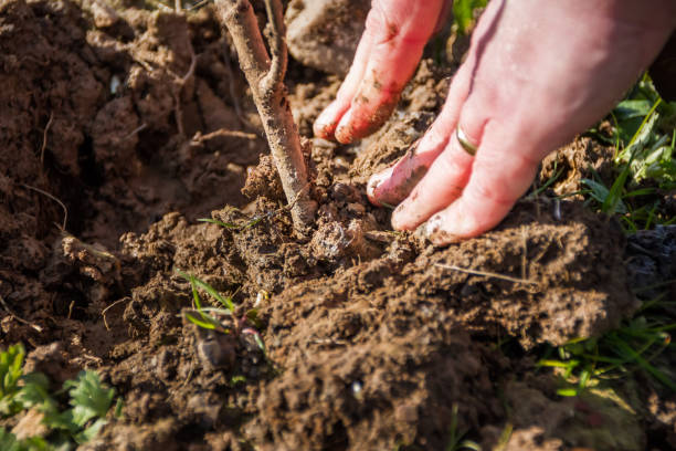 Closeup of a man planting a tree