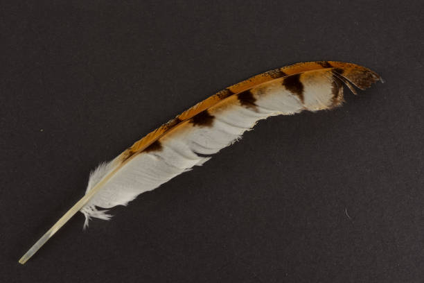 istock Close-up of feather plume 1250010334