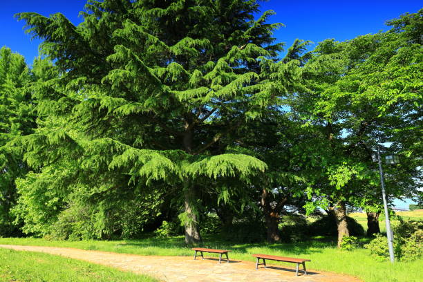 Cherry blossom trees in early summer