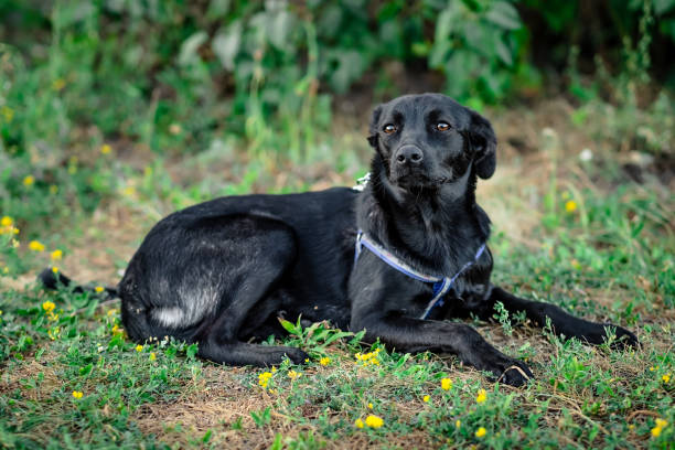 istock Black adult dog 1250011854